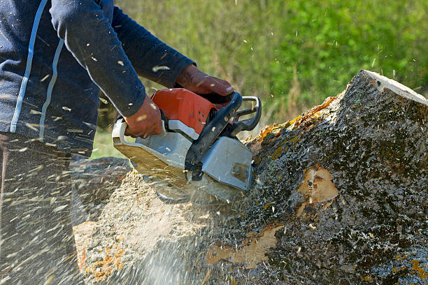 Best Tree Trimming and Pruning  in Landmk, AR